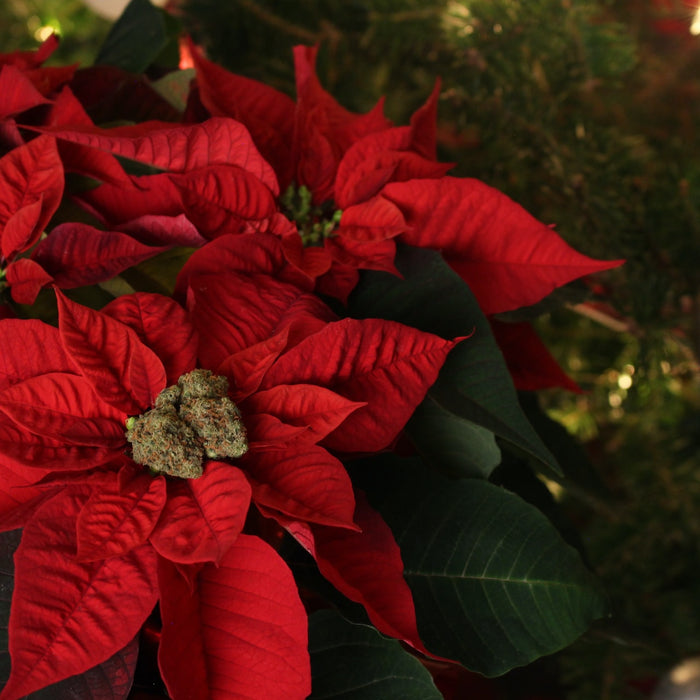 Cannabis and Christmas. The art of relaxation