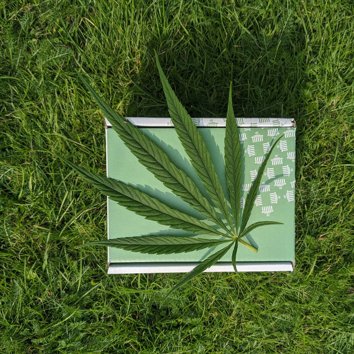 Summer Breeze & Cannabis Bliss: Savoring the Last of the Warm Days