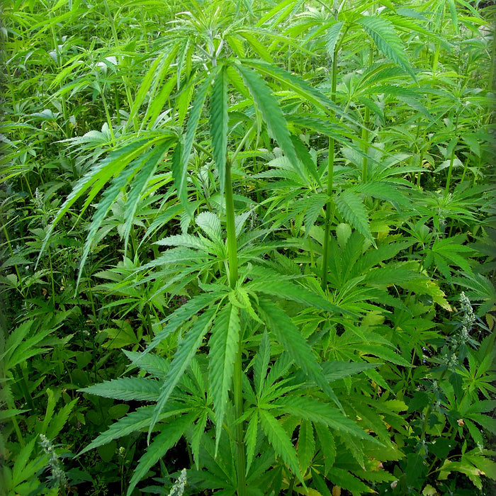 Alleviating Arthritic Pain Cannabis