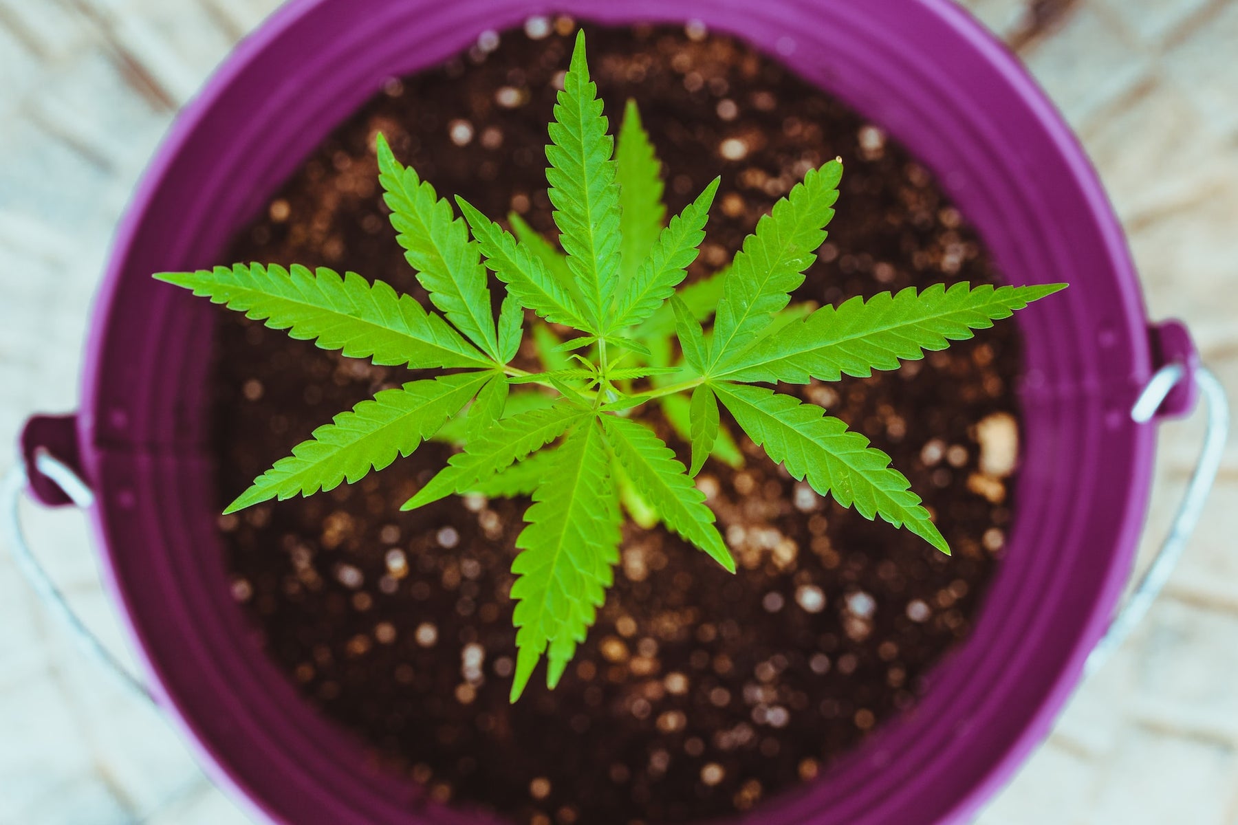 How To Prepare For 4/20 Properly.