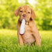 Jay the Joint | 420 Dog Toy & Collectible Plush For Pet PAW20